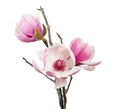 Premium Photo Magnolia Liliiflora Flower On Branch Lily Magnolia