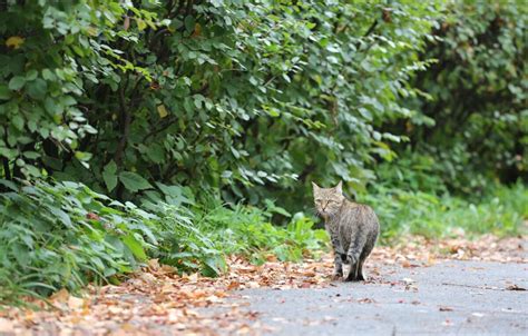 Besan On Nouvelle Campagne De St Rilisation Des Chats Errants