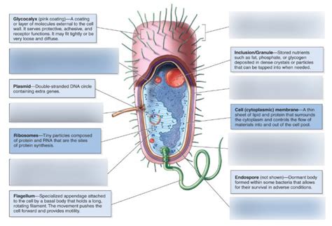 prokaryotic cell part 2 Diagram | Quizlet