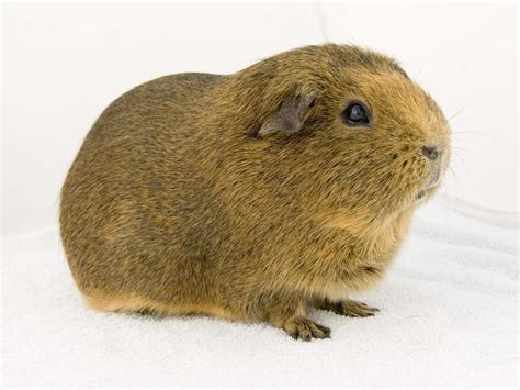 Agouti Guinea Pigs | Agouti For Sale | Guinea Pig Breeds