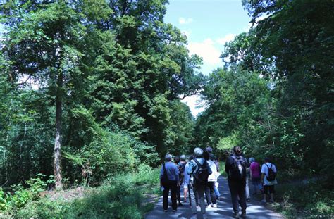 Balade Arbres remarquables en forêt de Saint Germain Yvelines Infos