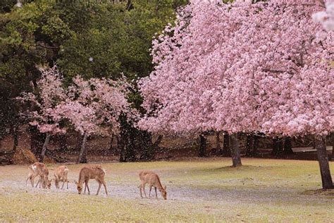 Nara Custom Half Day Tour 2024