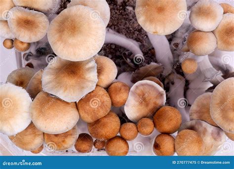 Psilocybin Magic Mushrooms Royalty Free Stock Photo