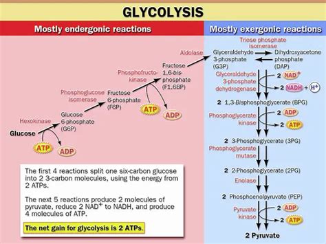 Glycolysis The Glucose Oxidative Pathway At Cellular Levels