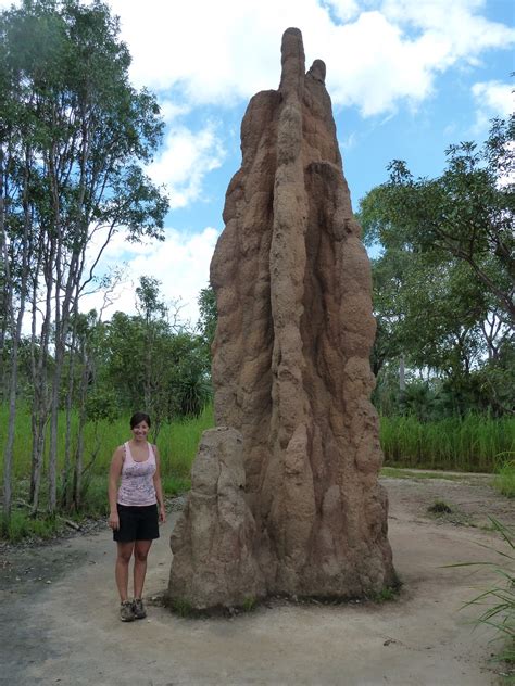 Pictures of Termite Mounds on Animal Picture Society