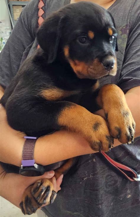 Rottweiler Puppies For Sale