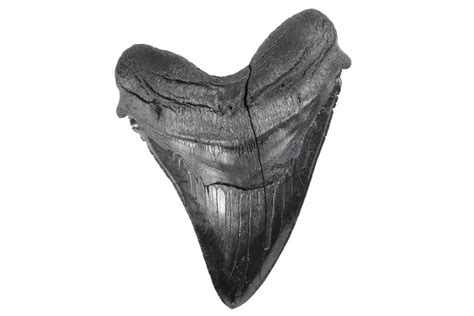 Serrated 620 Fossil Megalodon Tooth Dark Black Enamel 250076