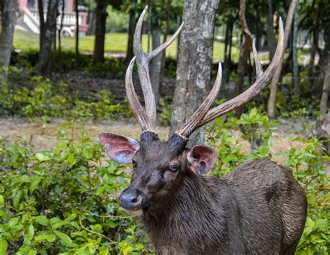 male sambar deer stock image image  thai sambar cervus