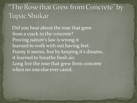 The Rose That Grew From Concrete” By Tupac Shukar Ppt Video Online