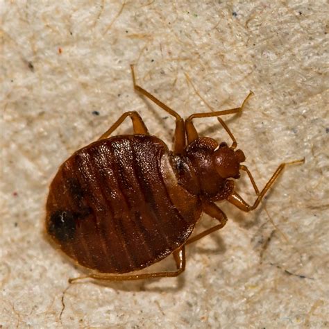 Bed Bugs James River Pest Solutions