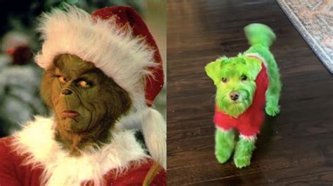 The Internet Is Divided Over This Woman Turning Her Dog Into The Grinch