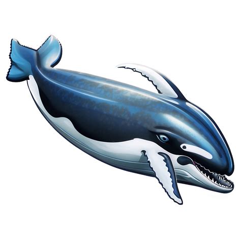 Humpback Whale PNG Images [100+] - SubPNG.com