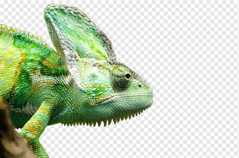 Camaleones lagarto televisión de alta definición escritorio video de