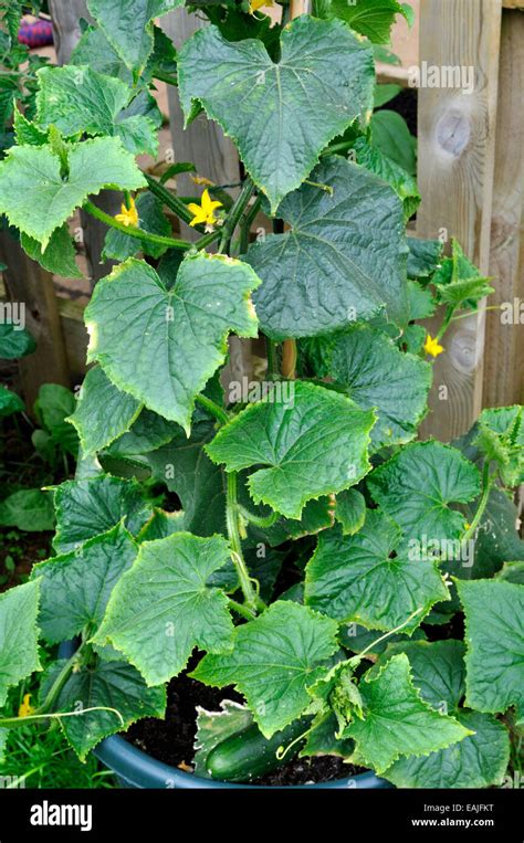 Organic Cucumber Cucumis Sativus Plant Marketmore Variety