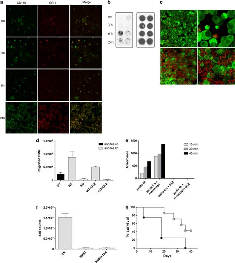 Sm Treatment Promotes Peritoneal Neutrophil Recruitment And