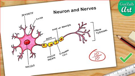 Structure Of Neuron Diagram Drawing Cbse Easy Way Labeled Science Project Youtube