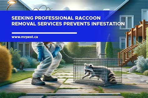 Understanding Raccoon Behaviour To Prevent Home Infestations Mr Pest