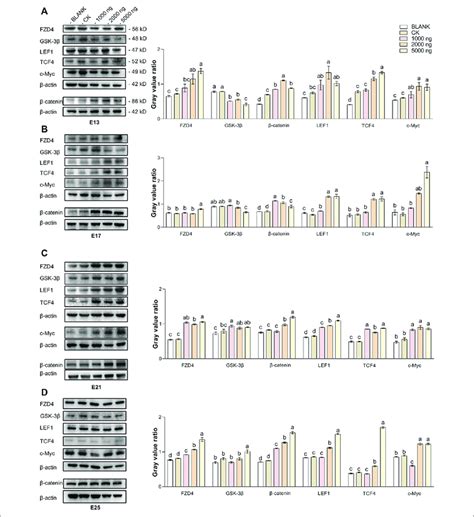 In Ovo Injection Of CHIR 99021 In Goose Embryos Activates The Wnt