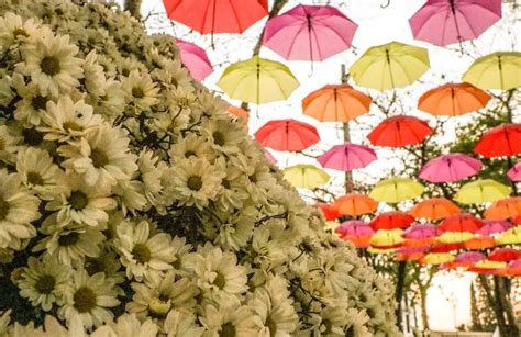 Expoflora 2023 Holambra tire suas dúvidas sobre a festa das flores