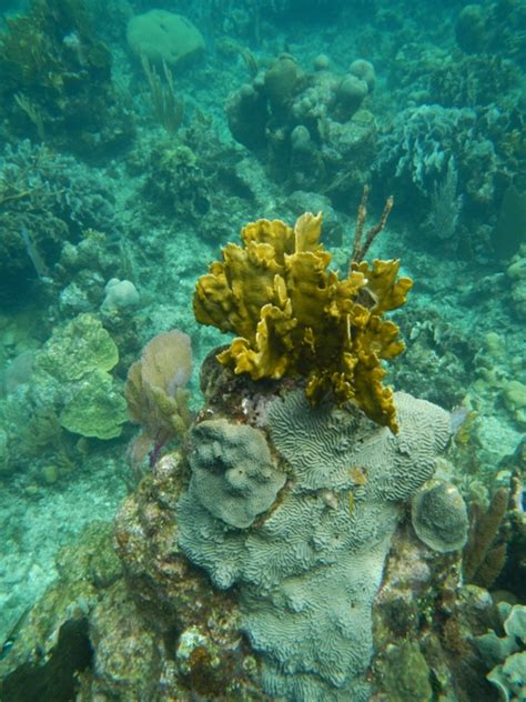 Snorkeling Roatán Honduras