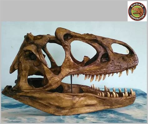 Allosaurus Skull For Sale Fossil Replica Dinosaur Corporation