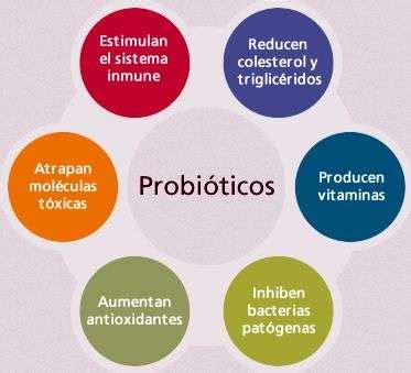 Probioticos Beneficios Para La Salud Alimentos Bacterias