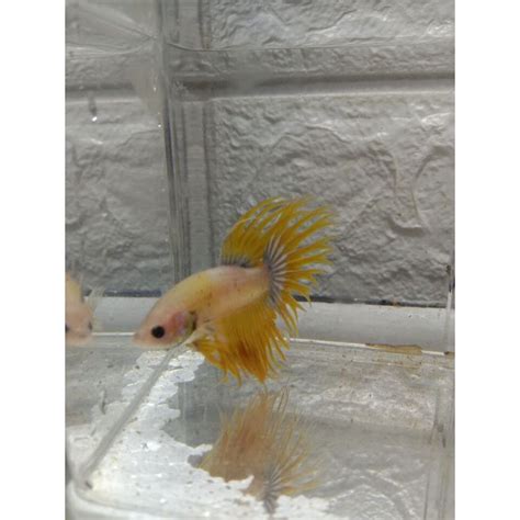 Jual Crowntail Serit Shopee Indonesia