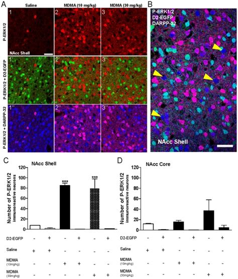 Drd2 Egfp Bac Transgenic Mice In Which Egfp Expression Is Driven By