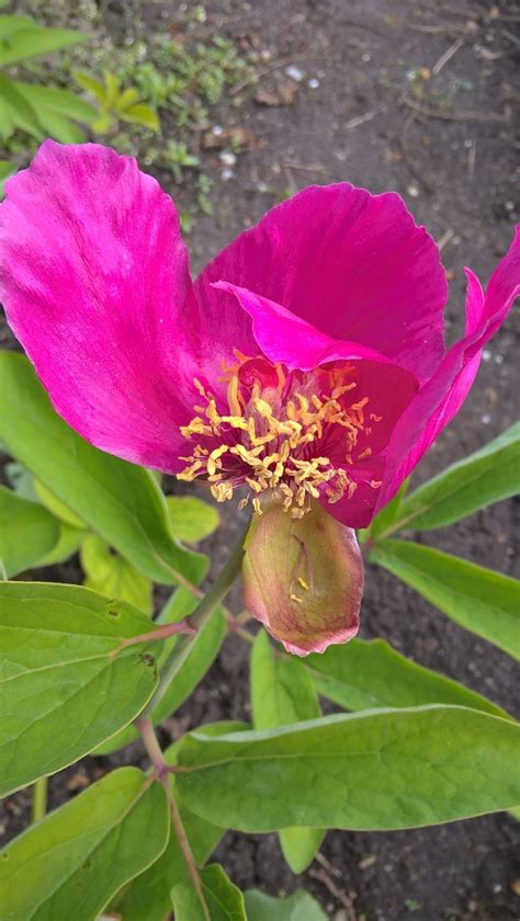 Paeonia Daurica Subsp Mlokosewitschii Pioen Pioenroos Peony