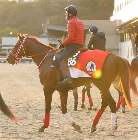 サウジダービー5着コンティノアール ドバイに転戦してuaeダービーへ スポニチ競馬web