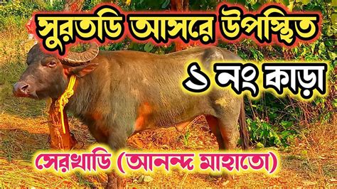 সুরতডি কাড়া লড়াই Suratdih Kara Lorai সুরতডি আসরের ১ নং কাড়া