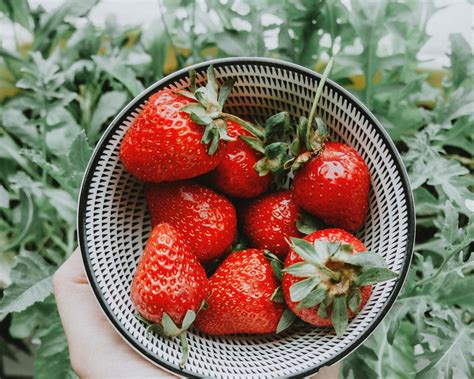 Jardinage comment planter les fraisiers pour avoir une récolte cette