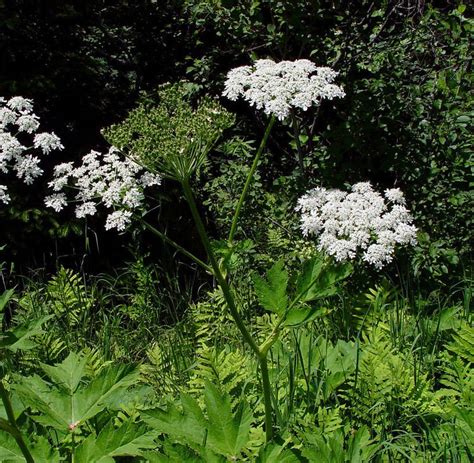 Heracleum Maximum Alchetron The Free Social Encyclopedia