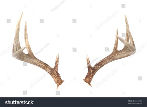 Isolated Whitetail Deer Antlers Isolated On Stock Photo (Edit Now ...