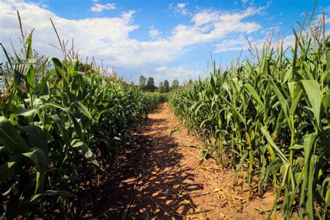 Maize vs Corn: What’s The Difference? Well, They're Actually The Same ...