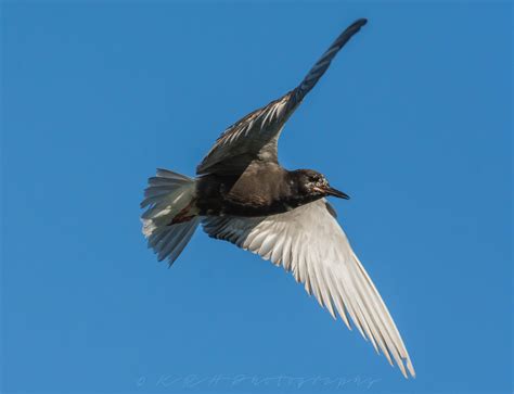 Black Terns | Nikonites - Nikon User Community