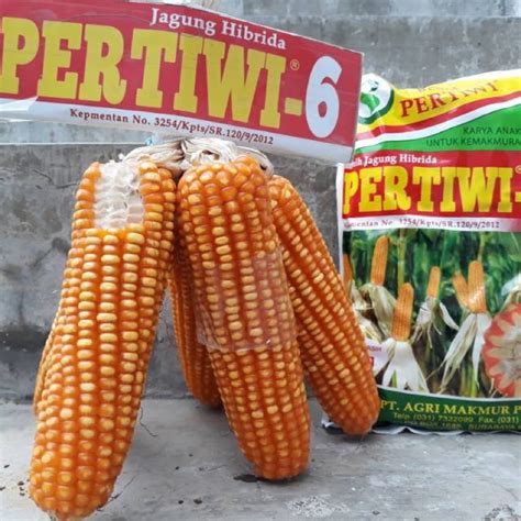 Jual Benih Jagung Pertiwi 6 1kg Hibrida F1 Shopee Indonesia