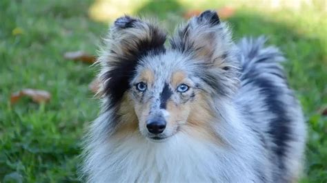 Blue Merle Sheltie Understanding The Characteristics