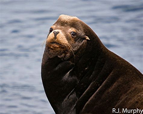 Zalophus Californianus California Sea Lionthe Race Rocks Taxonomy