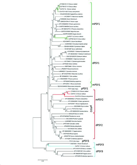 Dendrogram Of The Cspsys Amino Acid Sequences With Other Plant