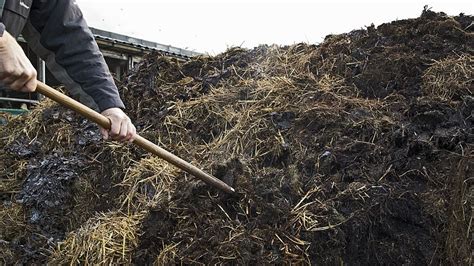 Voorlopig Nog Geen Uitweg Uit Mestcrisis Boeren Kunnen Mest