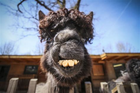 We Took Funny Animal Mugshots Whilst Traveling Around The World