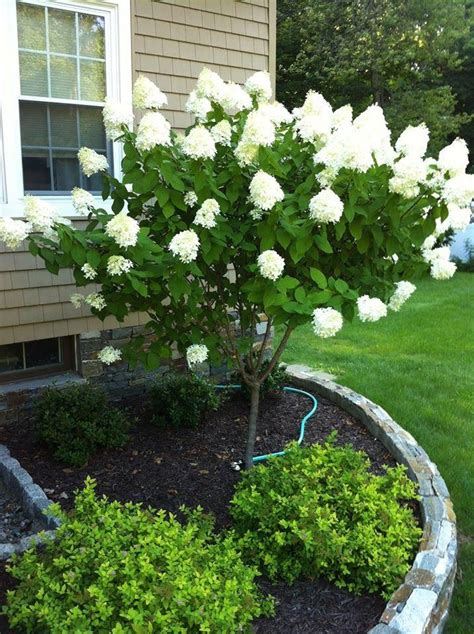 Flowering Trees Bring Beauty To Landscaping in Westchester County