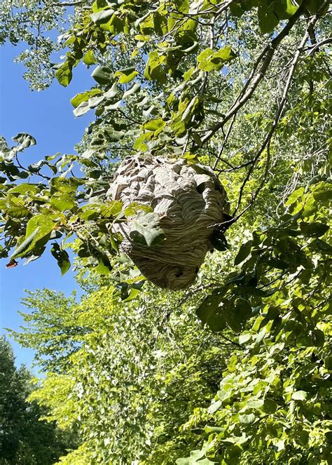 Impressive hornet/wasp nest out here by Lobster Lake : r/AlexandriaMN