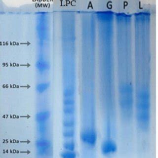 SDS PAGE Profile Of Leaf Protein Concentrate LPC And Its Isolated