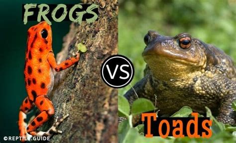 Toad Vs Frog Understanding The Differences And Similarities