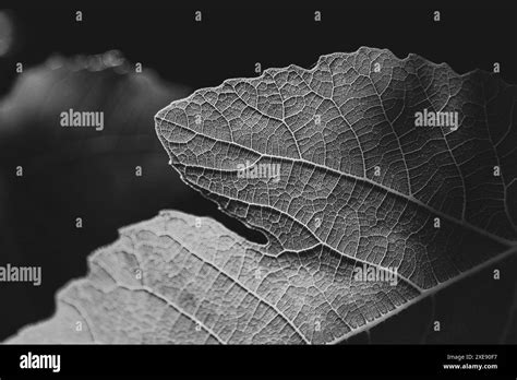 Black And White Closeup Macro Of Fig Leaf With Vein Texture Detailed