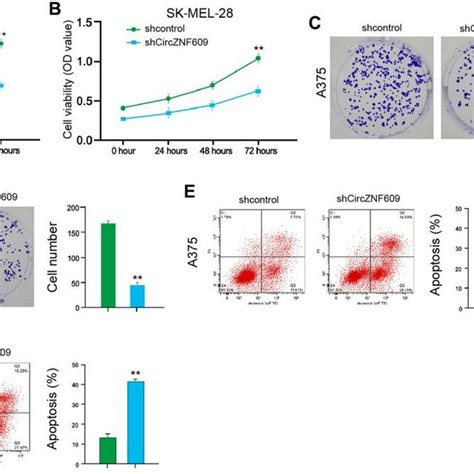 CircZNF609 Promotes Proliferation And Attenuates Apoptosis Of Melanoma