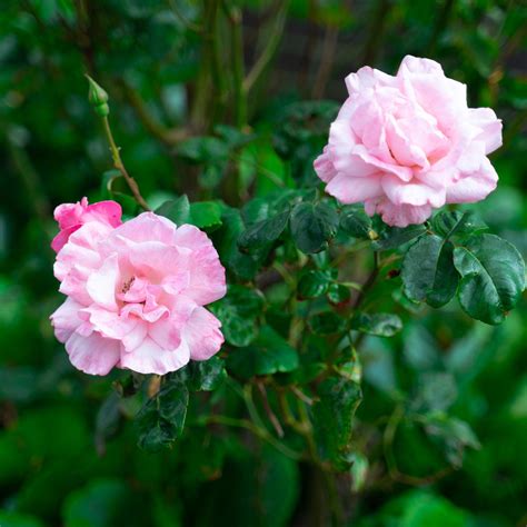 Shop Roses for your Cape Town garden | Cape Town Roses – Cape Garden Online