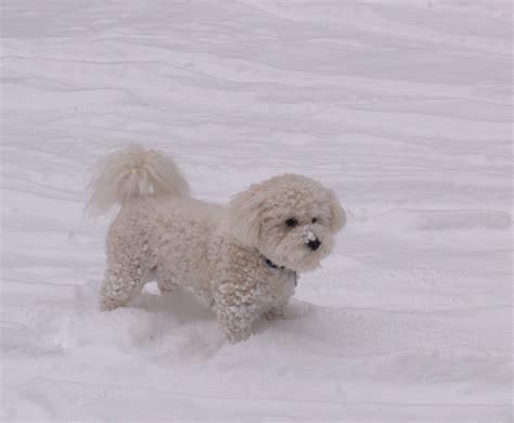 Bichon Frise Puppies in Oregon - Grooming Your Bichon Frise